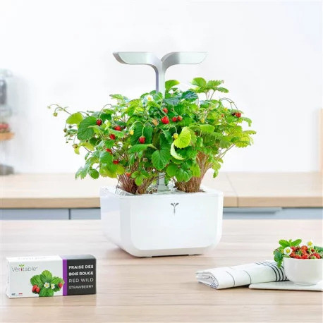 Véritable Lingot Rote Walderdbeeren